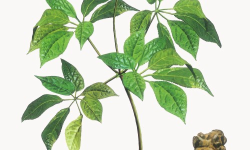 【樟子的药用途是什么】樟子的药用途和功效 - 樟子的药用途网
