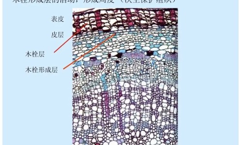 【樟子的药用途是什么】樟子的药用途和功效 - 樟子的药用途网